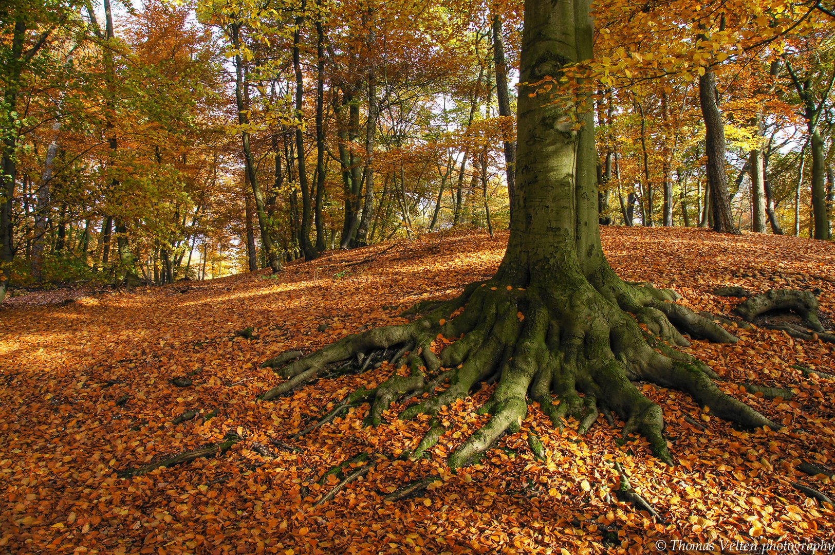 Alte Buche im Reichswald in Kleve