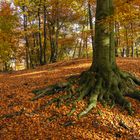 Alte Buche im Reichswald in Kleve