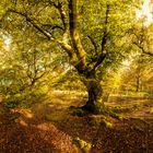  Alte Buchen im Kellerwald  Panorama mit Sonnenstrahlen