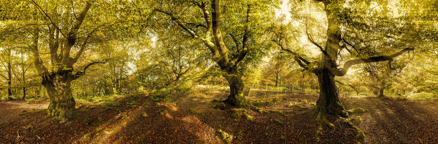  Alte Buchen im Kellerwald  Panorama mit Sonnenstrahlen