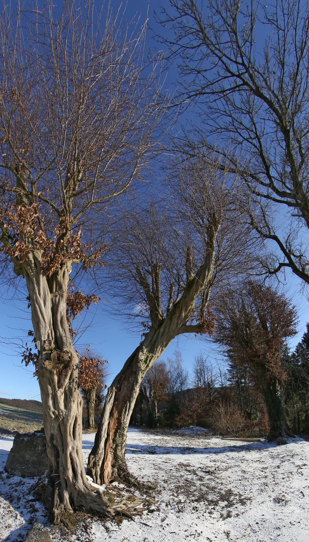 Alte Buchenallee am Schloss Wocklum (2017_01_06_EOS 6D_2399_ji)