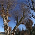 Alte Buchenallee am Schloss Wocklum (2017_01_06_EOS 6D_2399_ji)