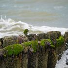 Alte Buhne auf Borkum 