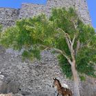 Alte Burgmauer in der Cora  von Astypalea