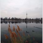 Alte Donau - 2