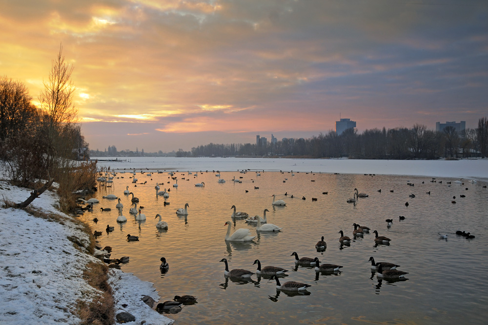 Alte Donau- Winter 2009-2