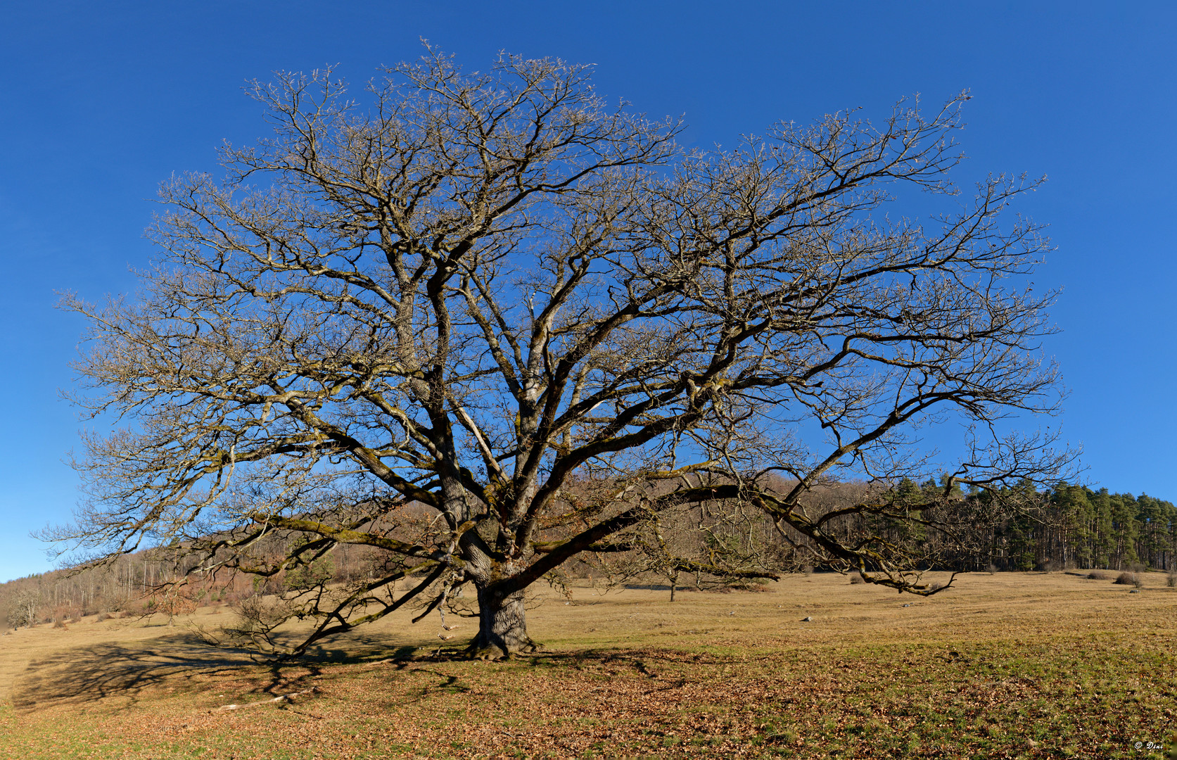 Alte Eiche