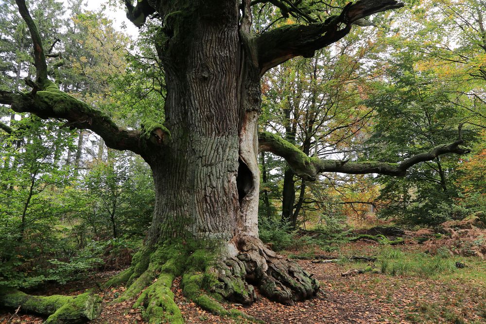alte eiche Foto & Bild | alt, bäume, natur Bilder auf fotocommunity