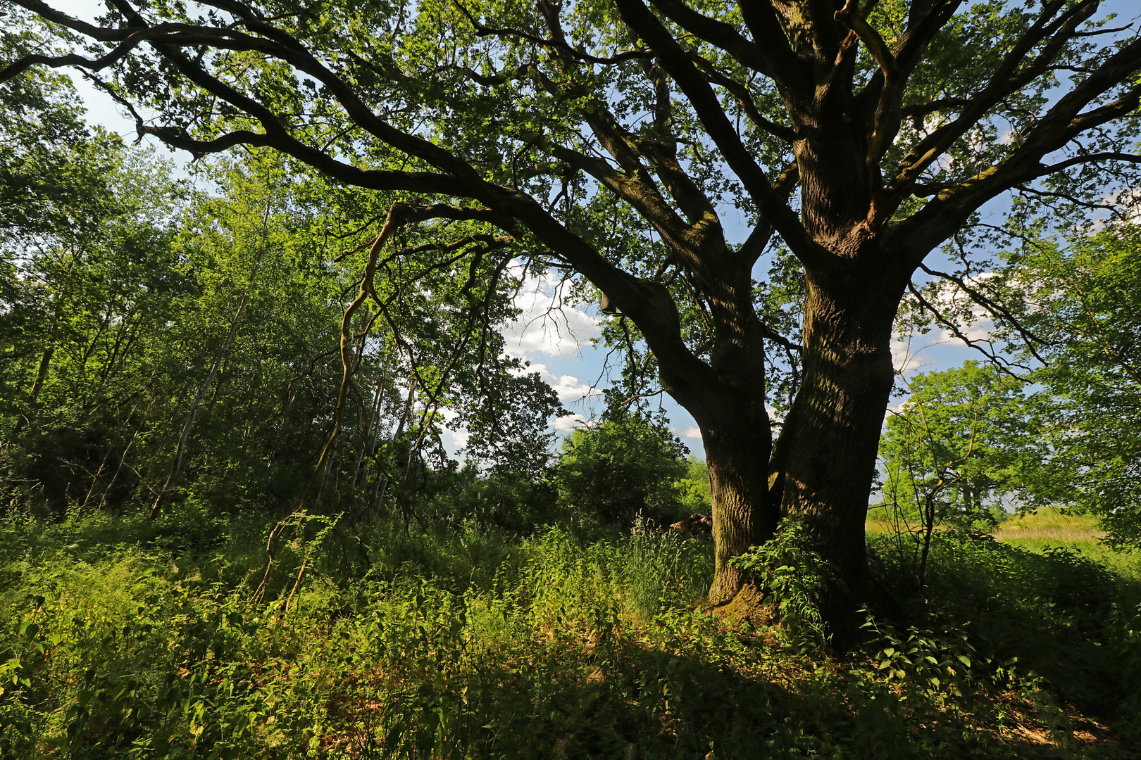 Alte Eiche am Gieseberg