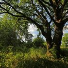 Alte Eiche am Gieseberg