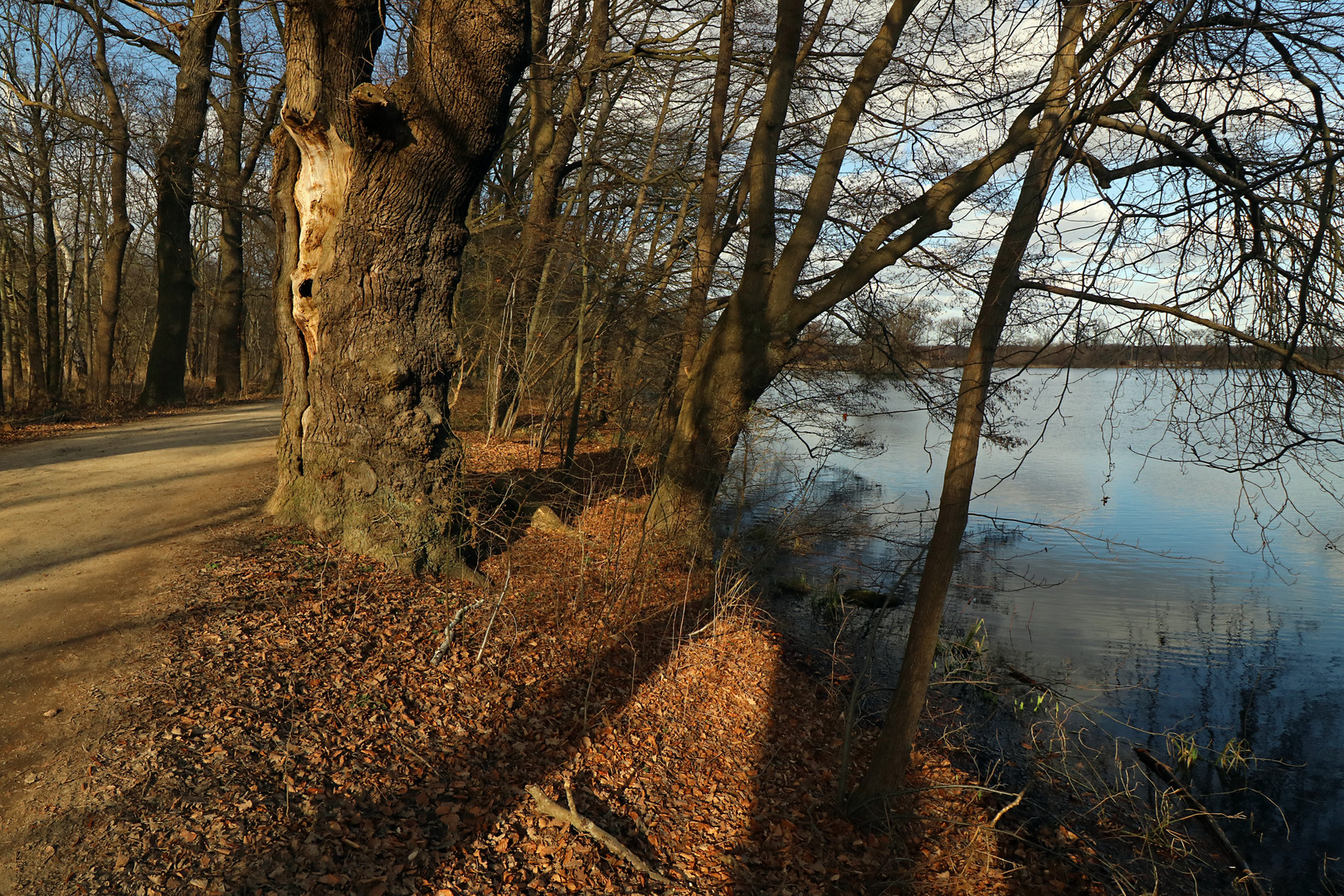 Alte Eiche am Teichufer