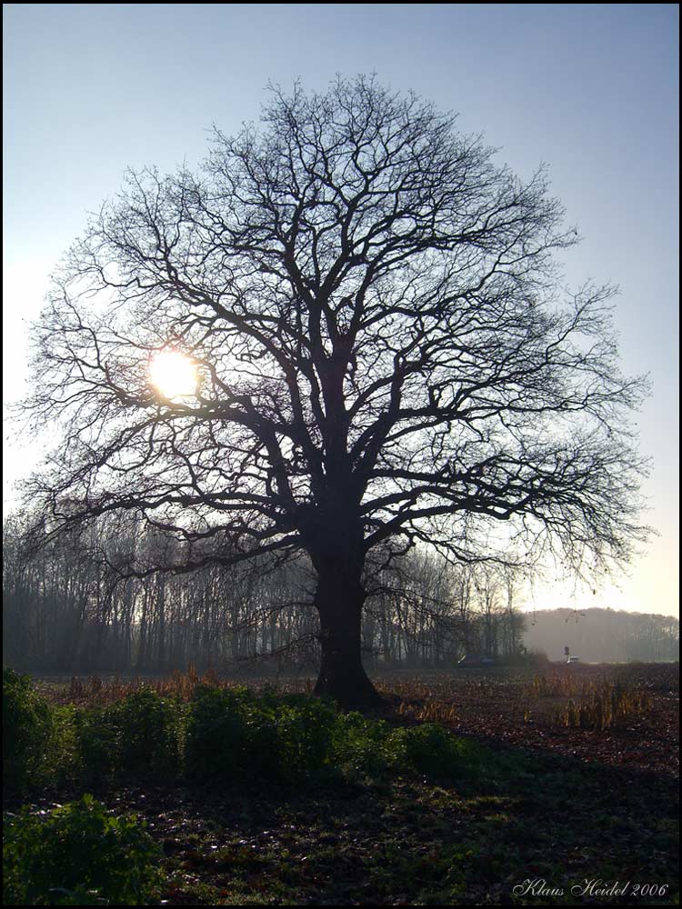 Alte Eiche an der Autobahn