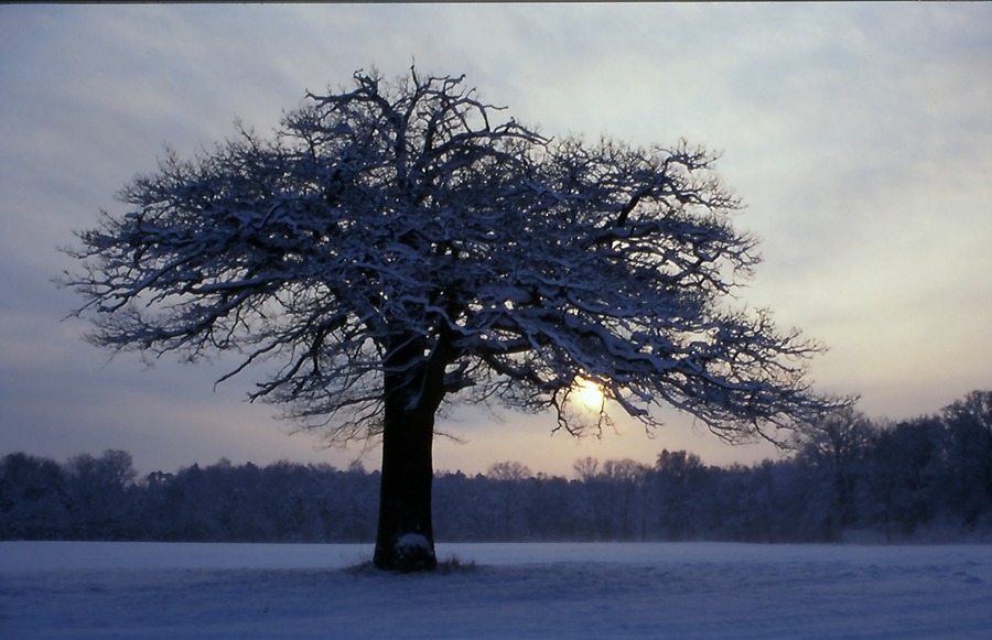 Alte Eiche an einem Wintermorgen