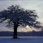 Alte Eiche an einem Wintermorgen