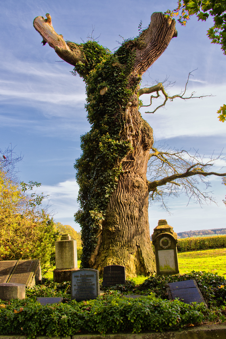 Alte Eiche auf Friedhof Beberbeck_2820