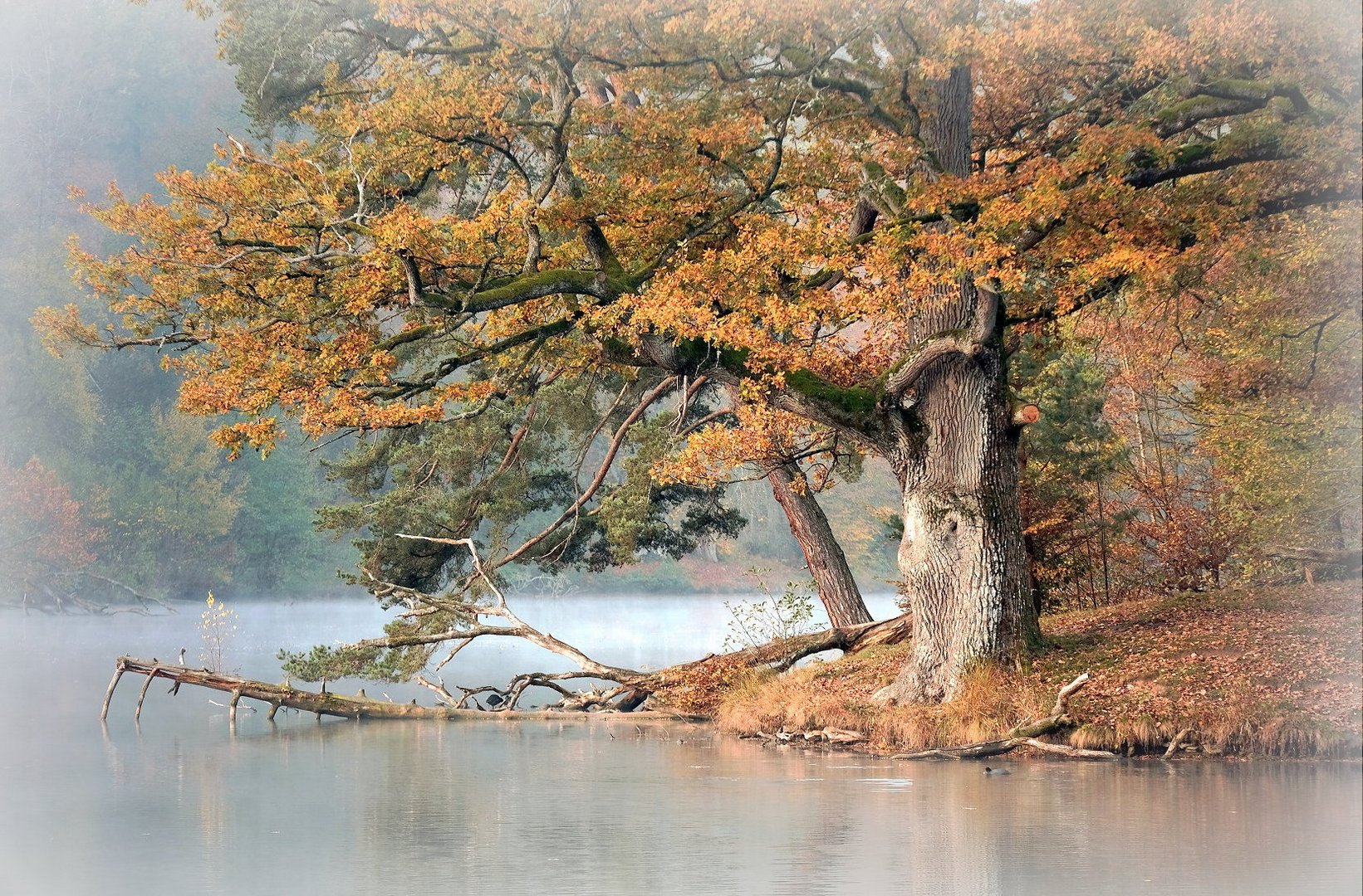 alte Eiche, Bärensee bei Stuttgart