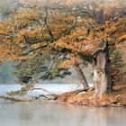 alte Eiche, Bärensee bei Stuttgart