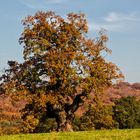 Alte Eiche bei Beberbeck_2806