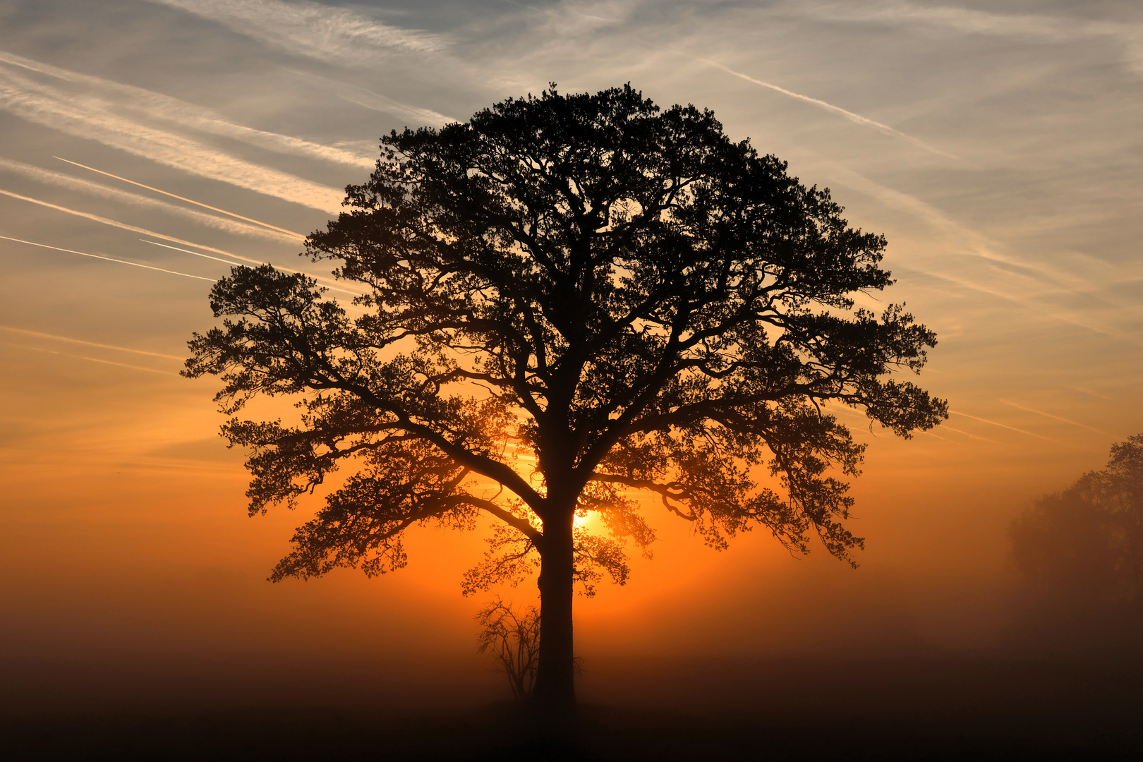 Alte Eiche bei Sonnenaufgang