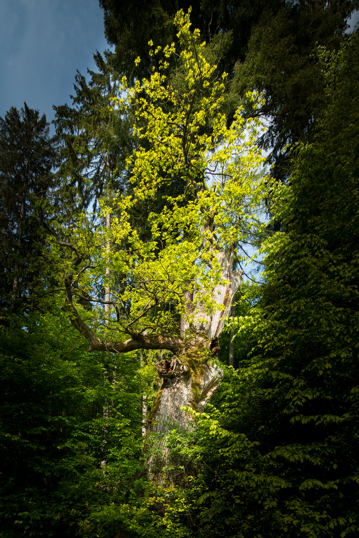 Alte Eiche im Burgwald FC