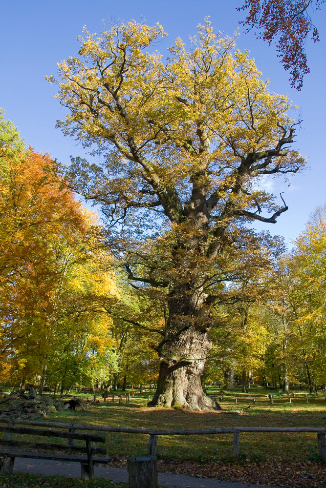 Alte Eiche im Herbst