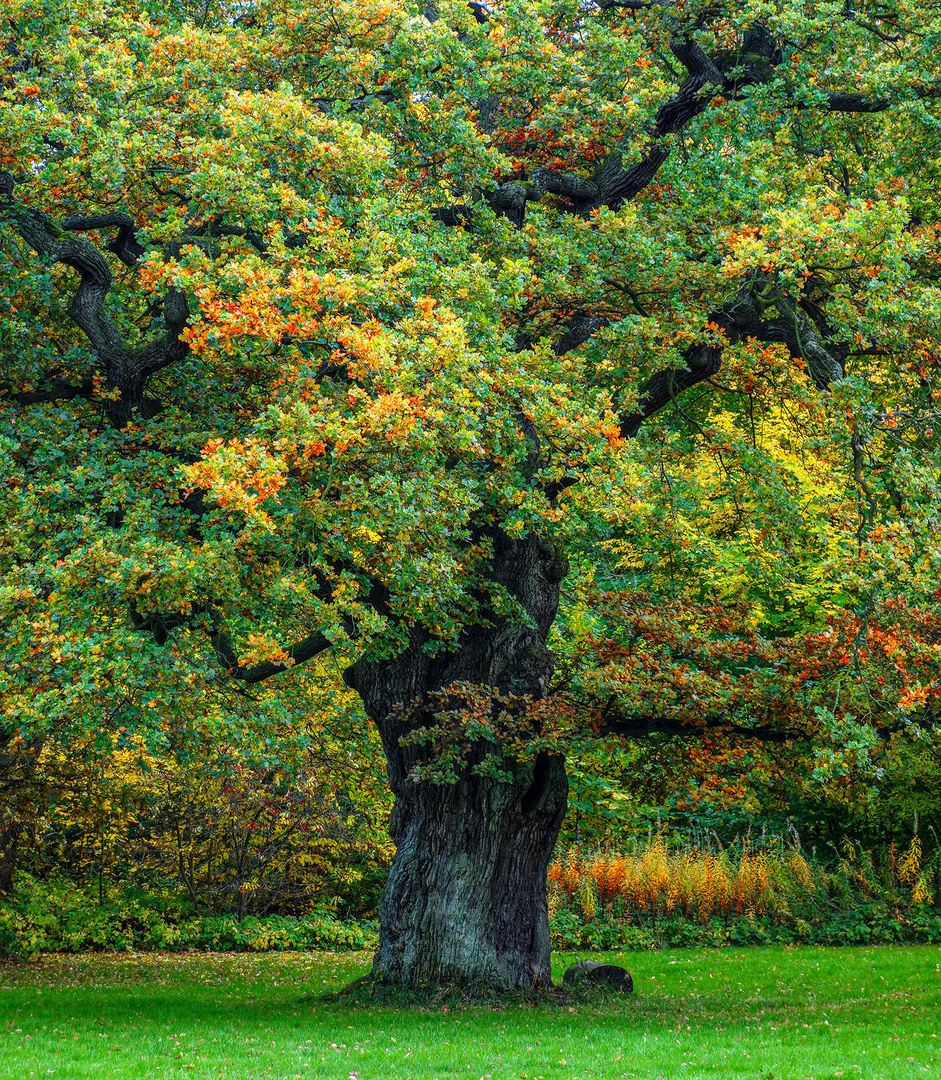 Alte Eiche im Herbst