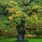 Alte Eiche im Herbst