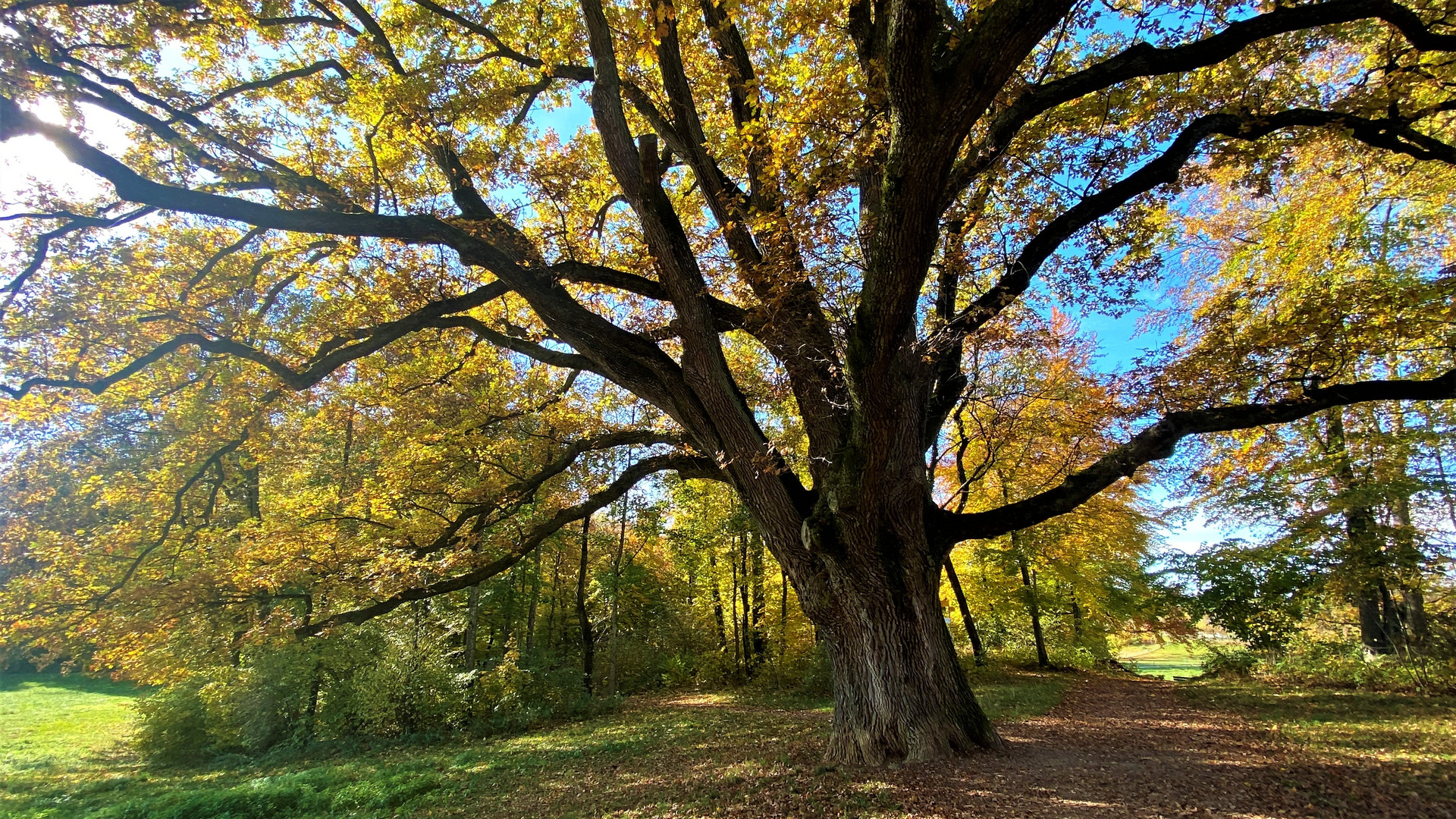 Alte Eiche im Herbstkleid Foto & Bild | wald, bäume, baum Bilder auf fotocommunity