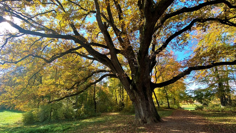 Alte Eiche im Herbstkleid