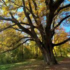 Alte Eiche im Herbstkleid