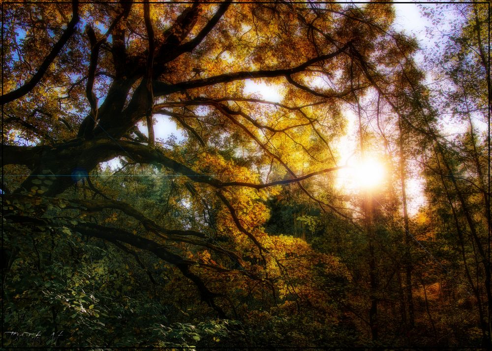 Alte Eiche im Herbstlicht