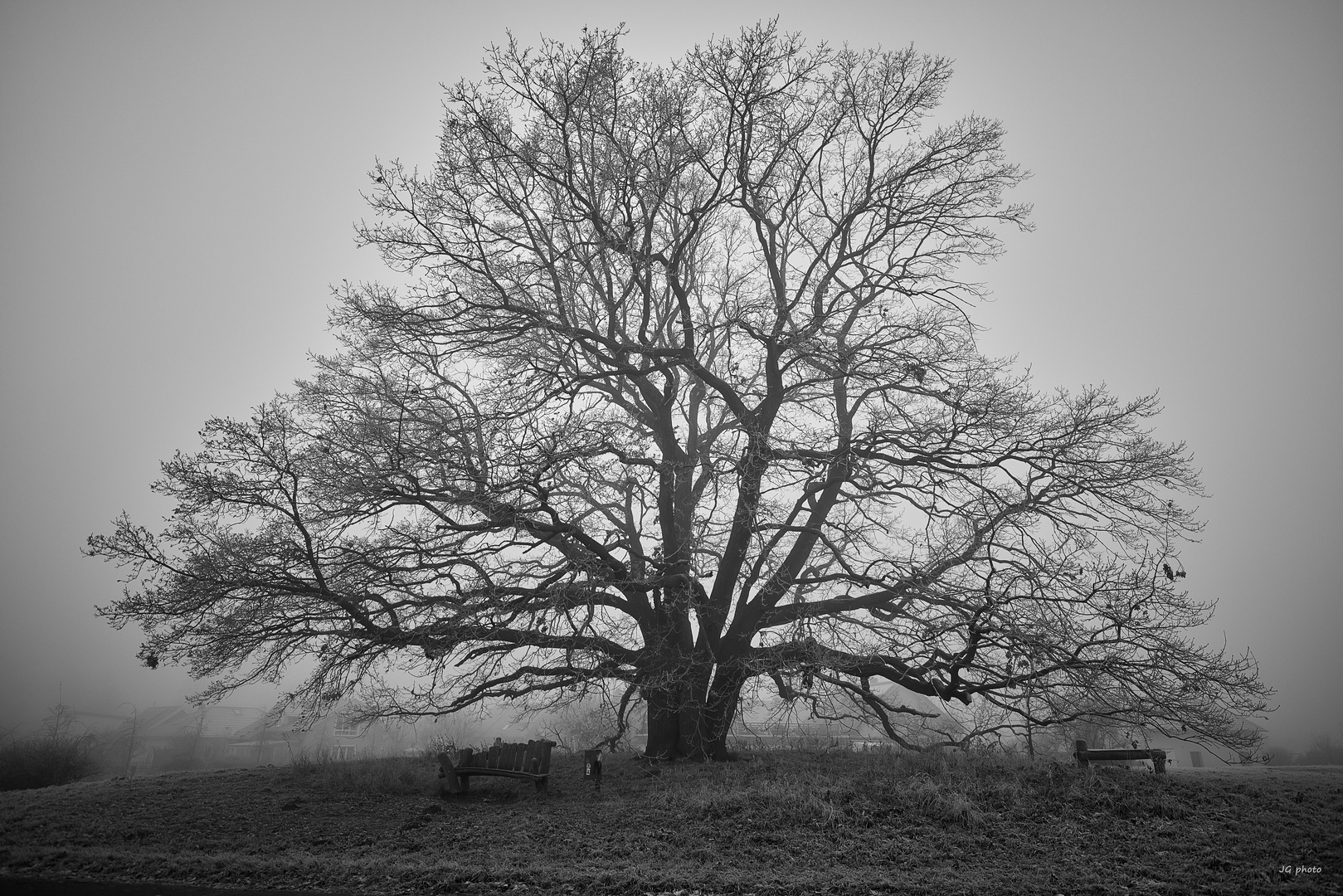 Alte Eiche im Nebel