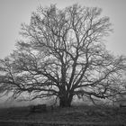 Alte Eiche im Nebel