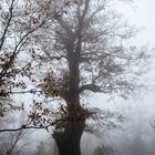 alte eiche im nebel