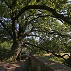 Alte Eiche im Park der Burg Linn (2016_09_13_EOS 6D_8274_ji)