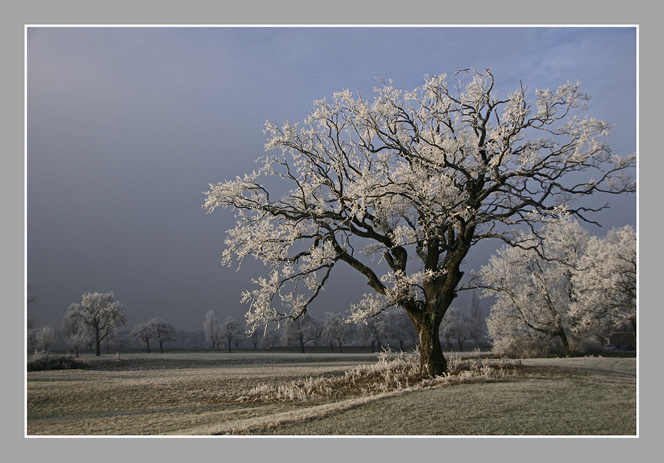 alte Eiche im Rauhreifkleid