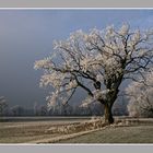 alte Eiche im Rauhreifkleid