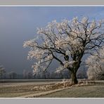 alte Eiche im Rauhreifkleid