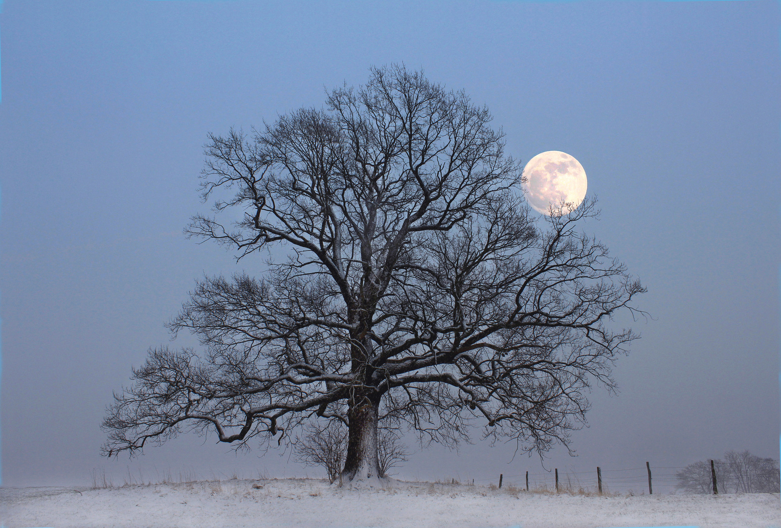 Alte Eiche im Schnee mit Vollmond