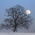 Alte Eiche im Schnee mit Vollmond