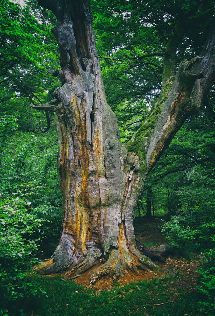 Alte Eiche im Urwald Sababurg