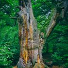 Alte Eiche im Urwald Sababurg