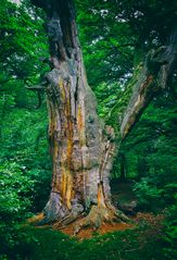 Alte Eiche im Urwald Sababurg