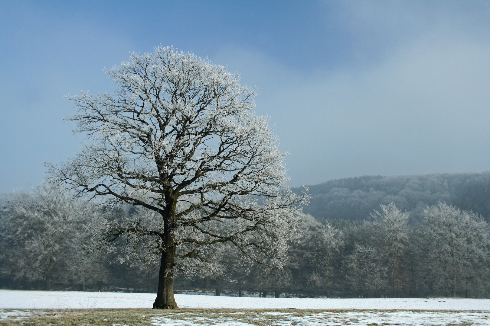 alte Eiche im Winter