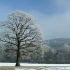 alte Eiche im Winter