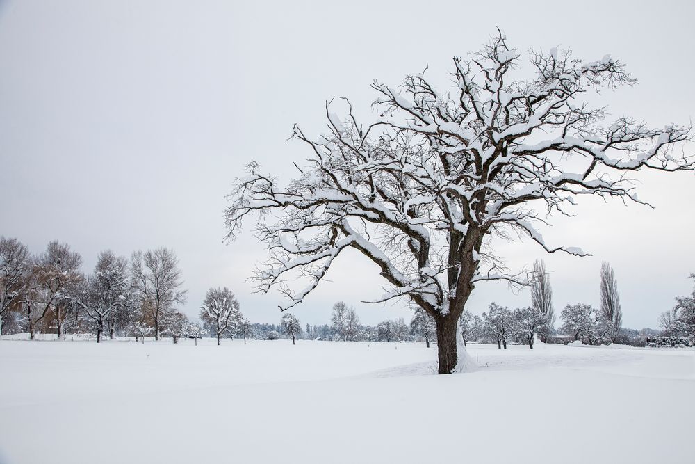 Alte Eiche im Winterkleid