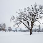 Alte Eiche im Winterkleid