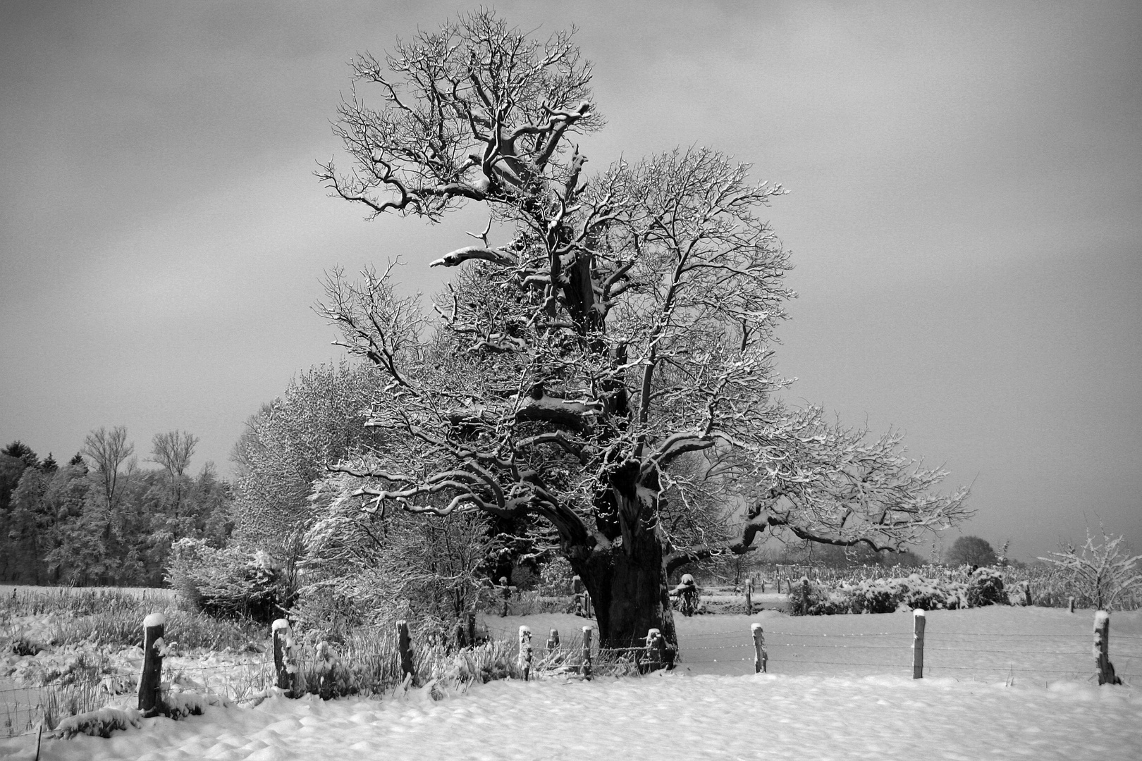 Alte Eiche im Winterkleid