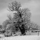 Alte Eiche im Winterkleid