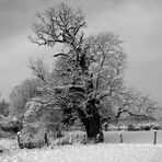 Alte Eiche im Winterkleid